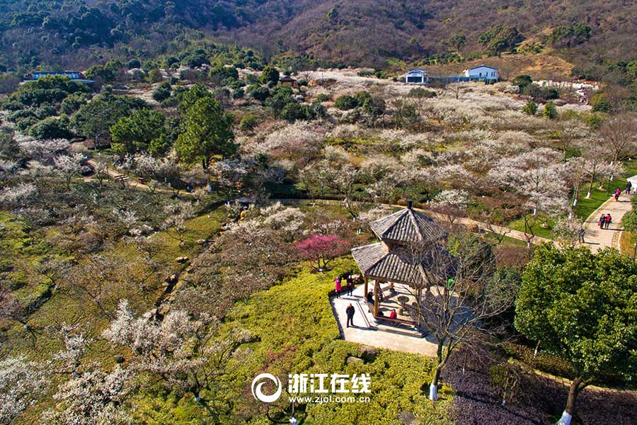 Breathtaking plum blossoms in Hangzhou
