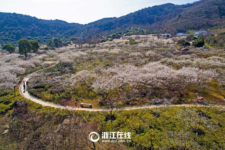 Breathtaking plum blossoms in Hangzhou
