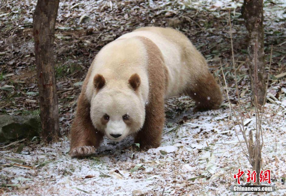 Rare brown giant panda 