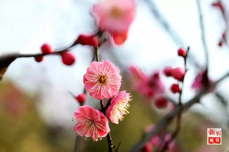 Flowers decorate early spring in S China