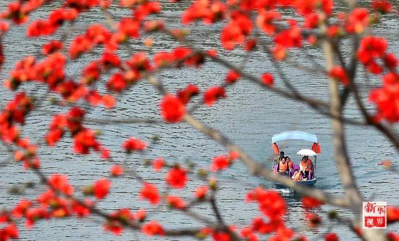 Flowers decorate early spring in S China