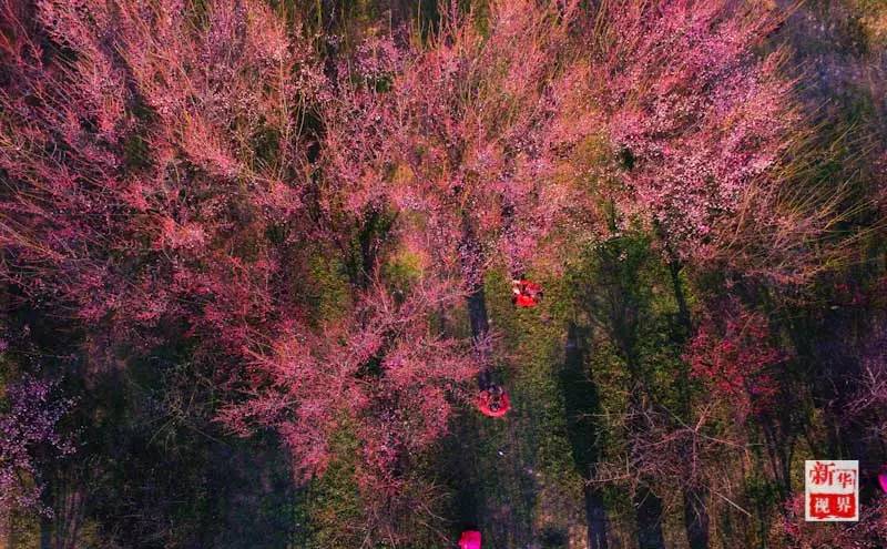 Flowers decorate early spring in S China