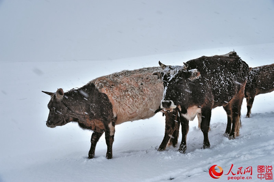 Intoxicating winter scenery of Kalajun Grassland
