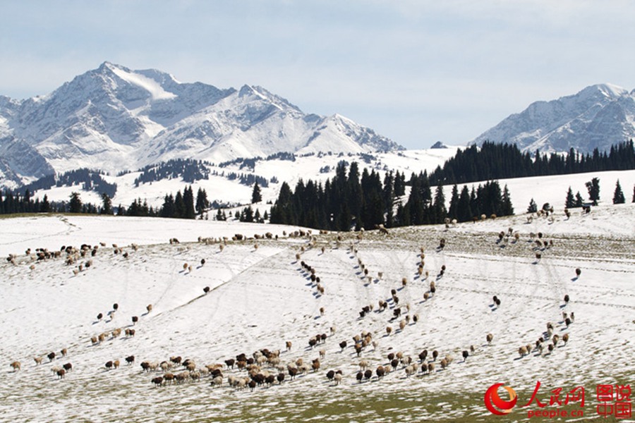 Intoxicating winter scenery of Kalajun Grassland
