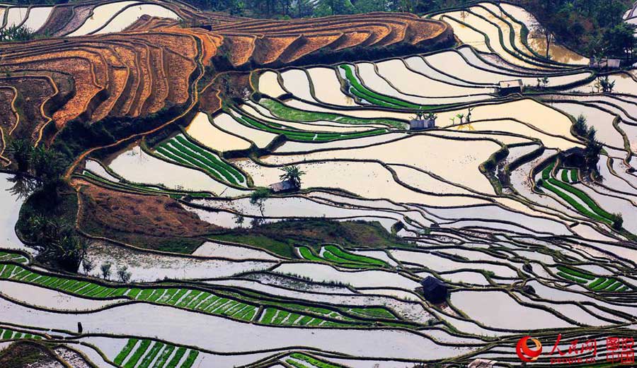 Breathtaking terrace scenery in Yunnan
