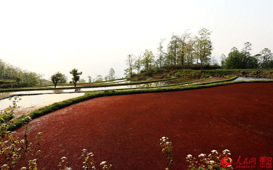 Breathtaking terrace scenery in Yunnan
