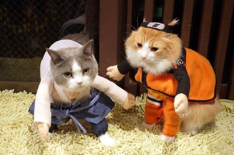 Cute cats cosplay Naruto 