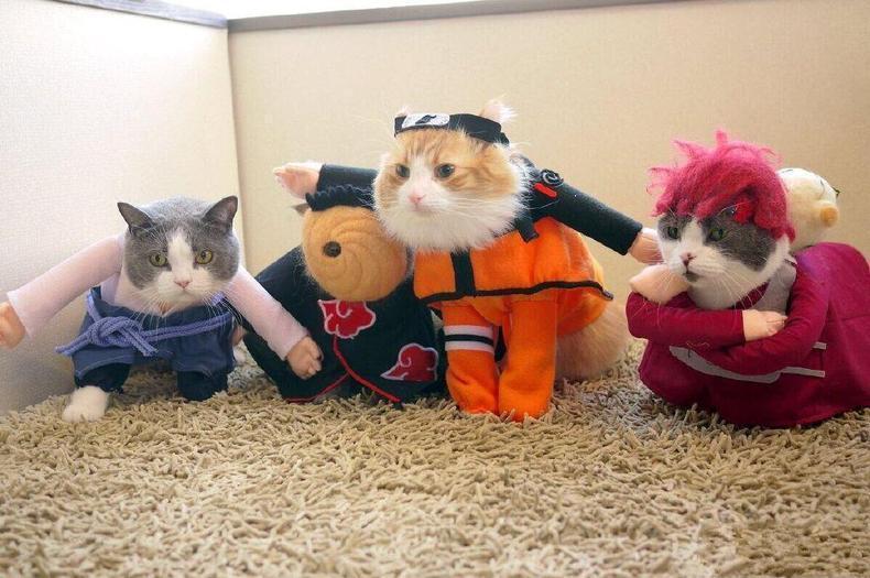 Cute cats cosplay Naruto 