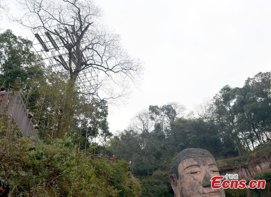 Pests threaten Leshan Giant Buddha tree
