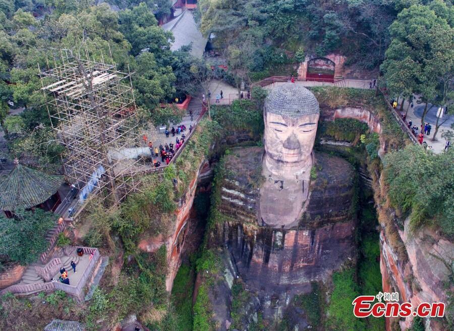Pests threaten Leshan Giant Buddha tree