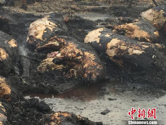 Fire at hog farm in East China kills 100 pigs