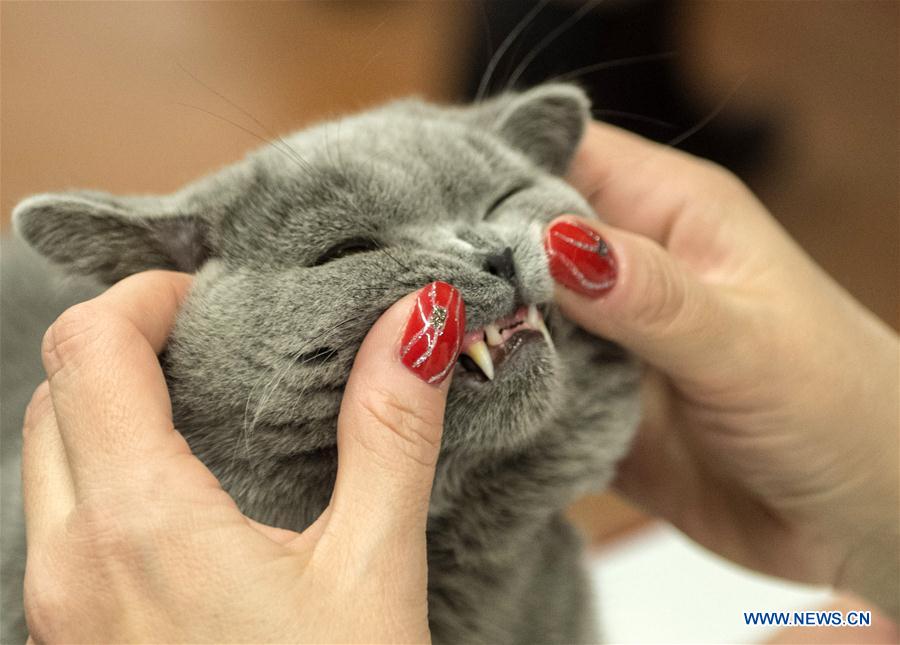 Int'l cat show held in Lithuania