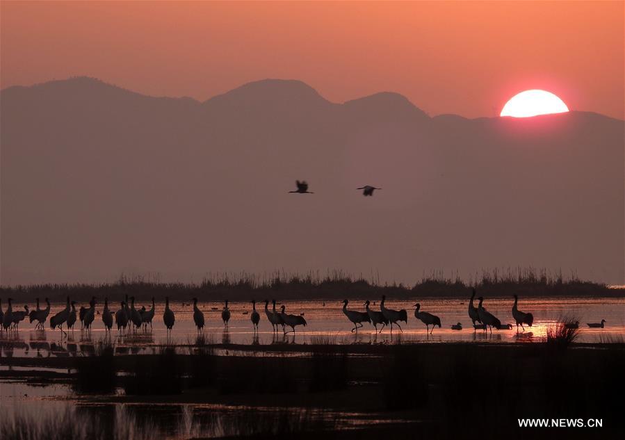 Migratory birds begin to fly northbound after wintering in SW China