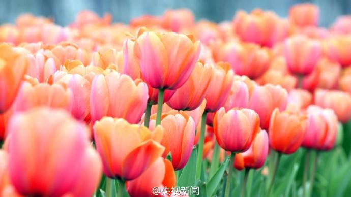 Tulip season in southeast China's Jiangxi province
