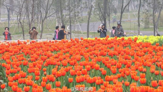 Tulip season in southeast China's Jiangxi province