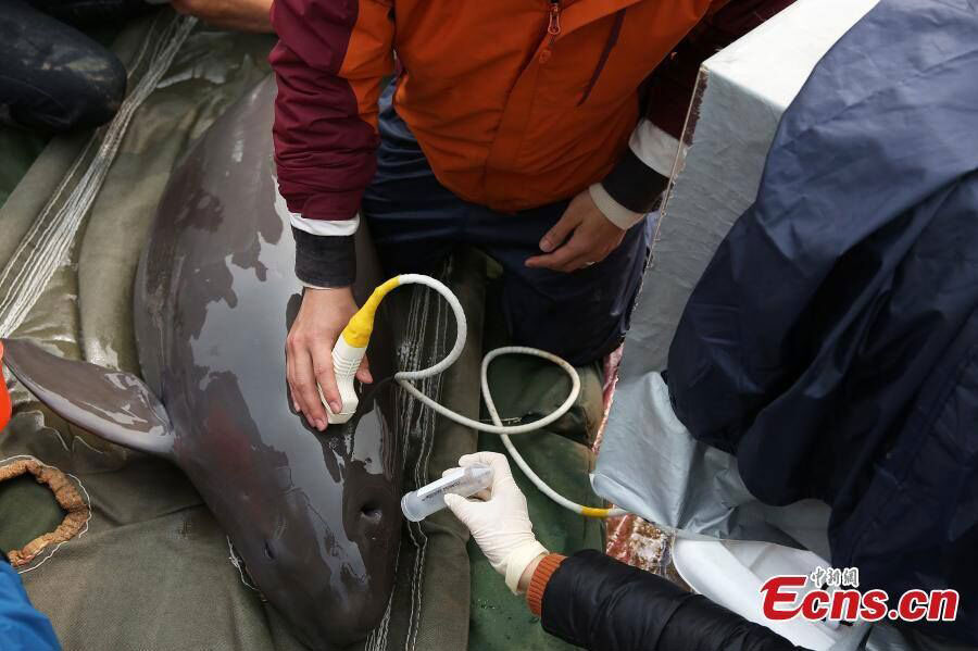 Yangtze River Finless Porpoise Gets ID