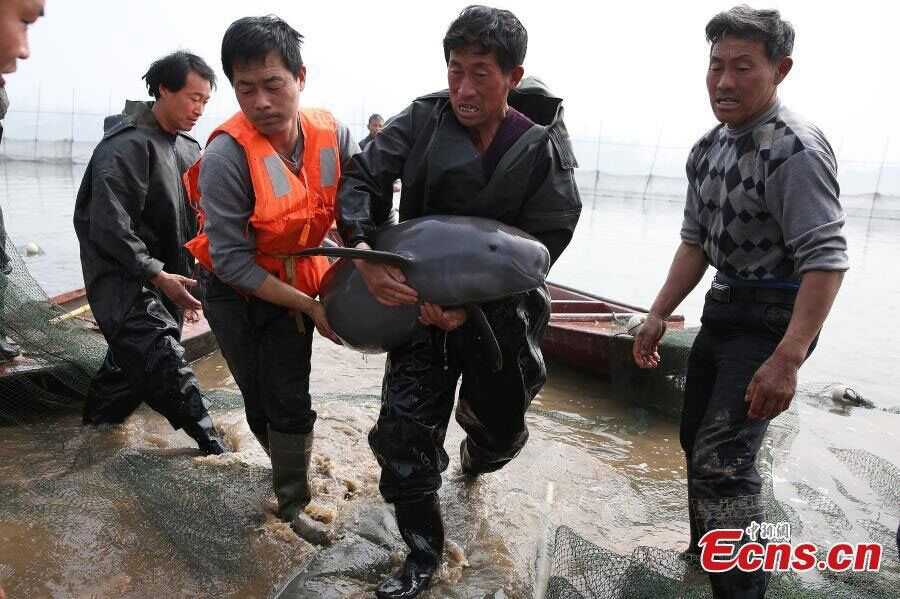 Yangtze River Finless Porpoise Gets ID