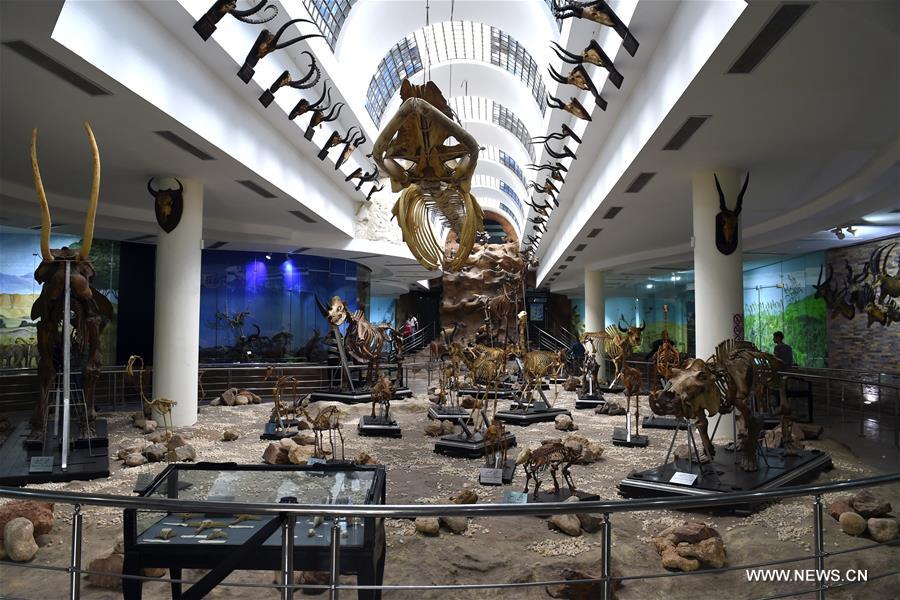 Egypt's zoo museum features mummified animals through centuries