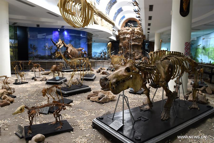 Egypt's zoo museum features mummified animals through centuries