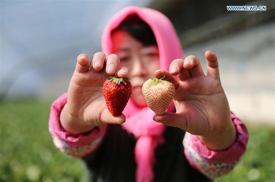 White strawberry becomes a new hit in ‪China