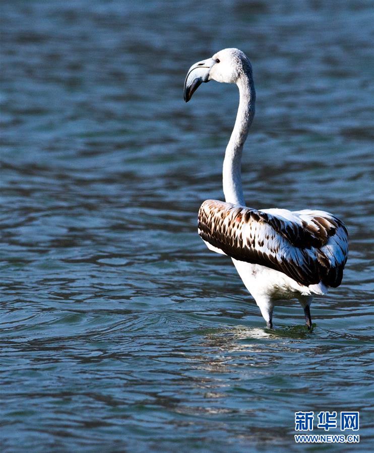 Flamingos seen in NW China