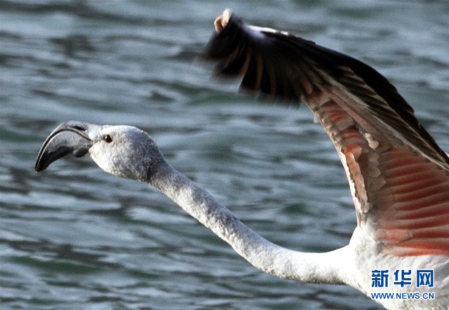 Flamingos seen in NW China