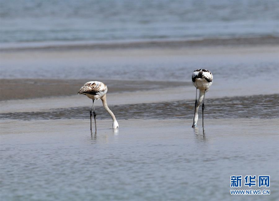 Flamingos seen in NW China