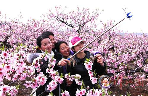 Peach Trees in Full Bloom in Zaoyang