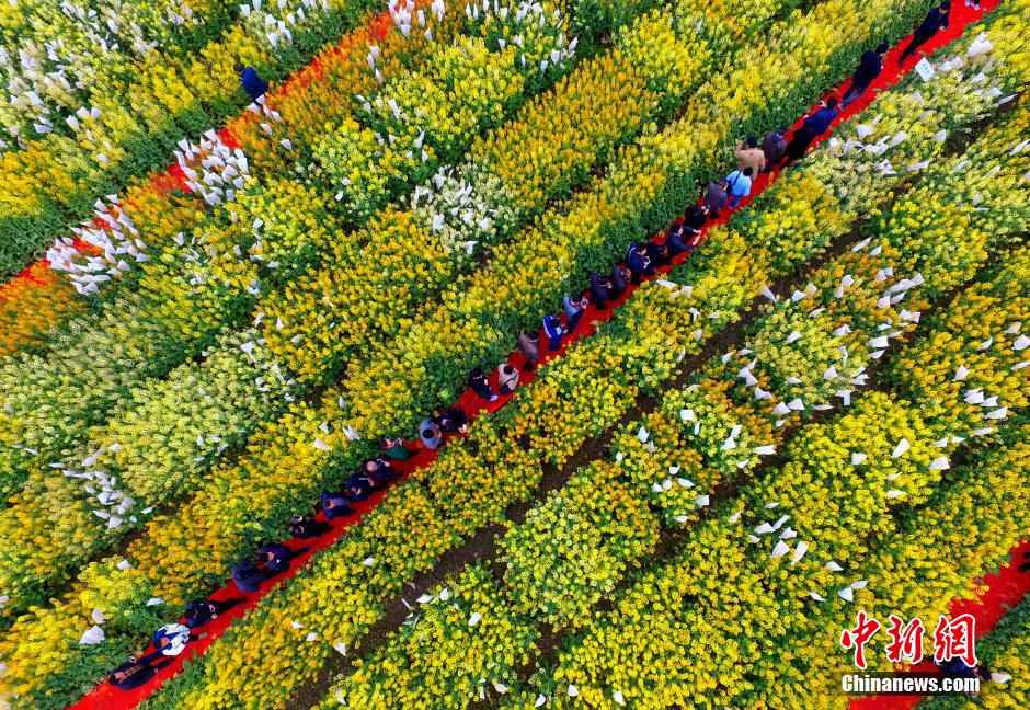 Creative patterns designed in rape flower fields in SW China