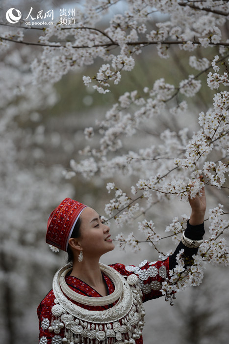 Cherry blossom in Huangping, SW China