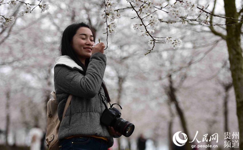 Cherry blossom in Huangping, SW China