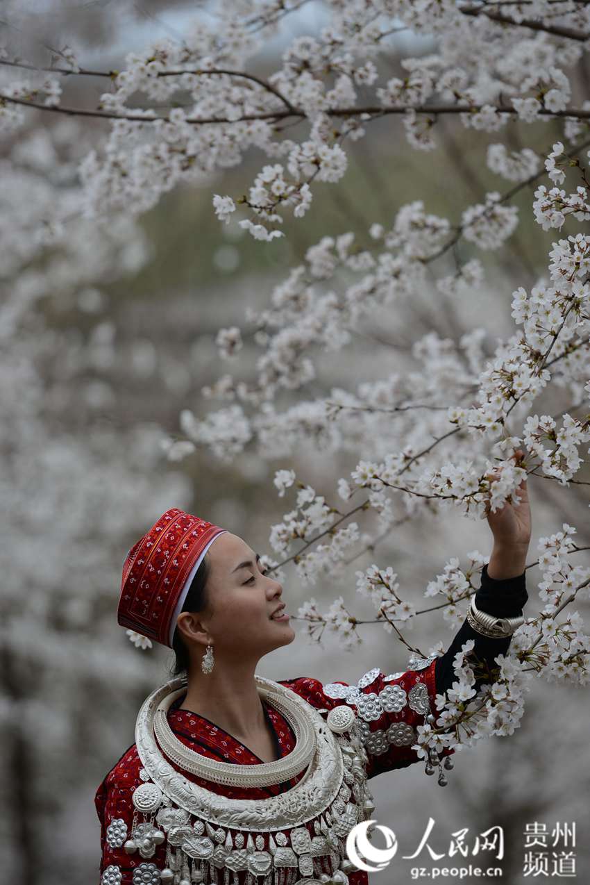 Cherry blossom in Huangping, SW China