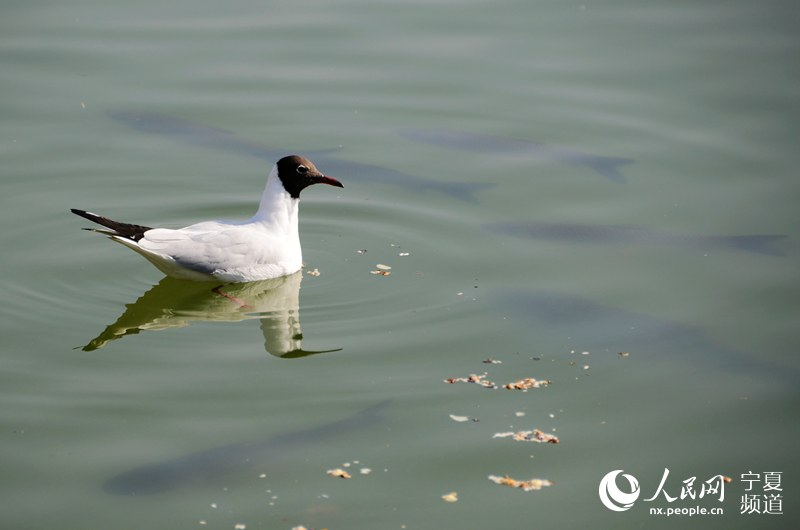 Black-headed gulls vitalize lake in NW China