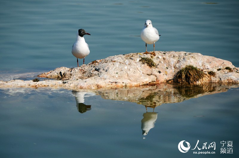 Black-headed gulls vitalize lake in NW China
