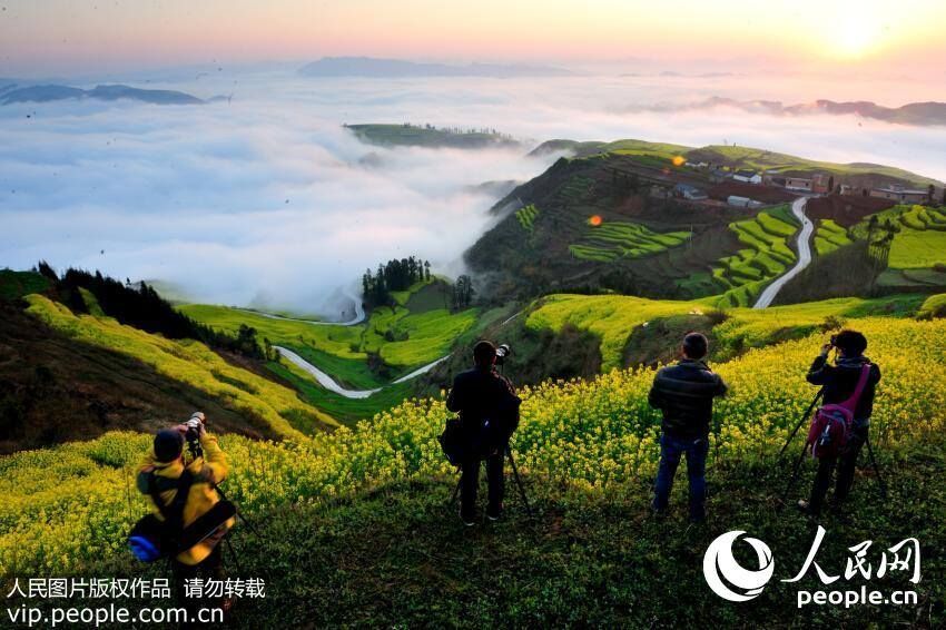 Marvelous views: sea of clouds embracing the golden rapeseed flower terrace in Yunnan