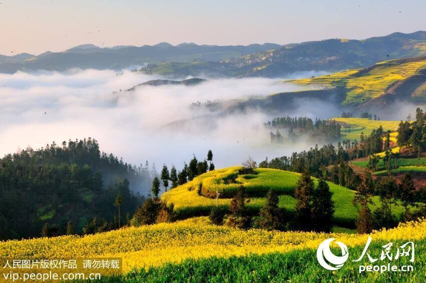 Marvelous views: sea of clouds embracing the golden rapeseed flower terrace in Yunnan