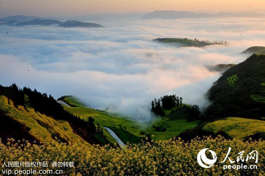 Marvelous views: sea of clouds embracing the golden rapeseed flower terrace in Yunnan