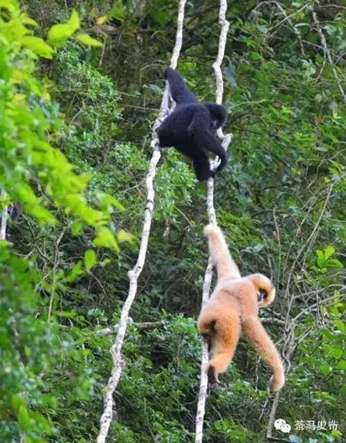 Welcome to Pu'er to listen to the cries of black crested gibbons