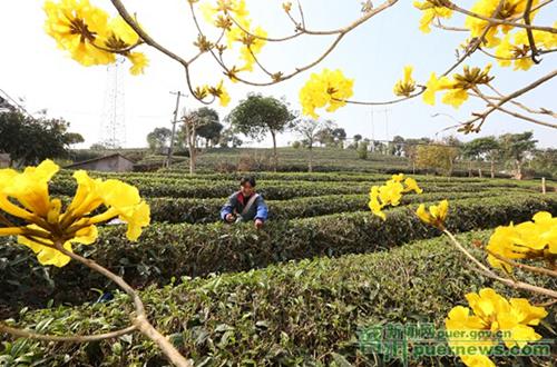 Spring tea harvest begins in Simao District