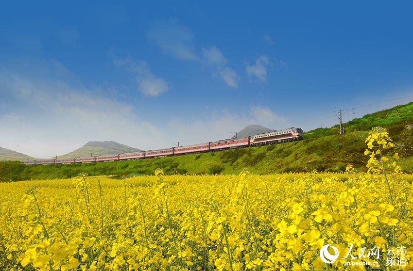 Tourist-dedicated trains run for flower season in Yunnan