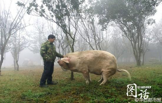 Hero pig to be preserved after death