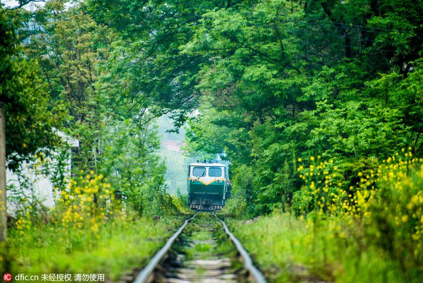 Train rides through blossoms