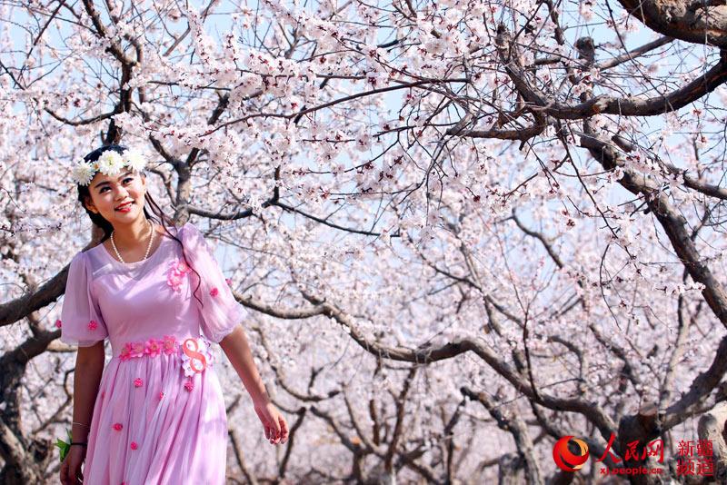 'Apricot fairy' pageant held in Xinjiang