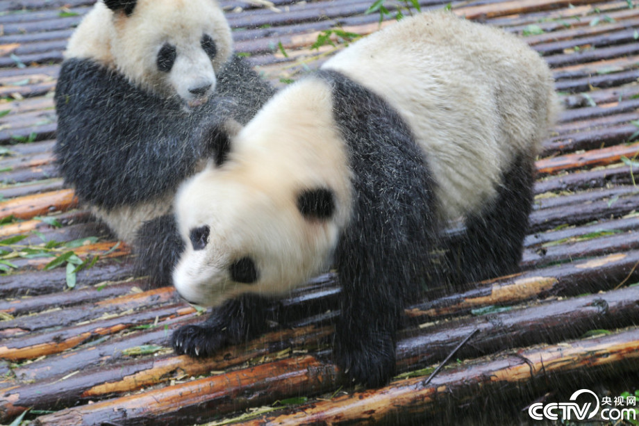 Cute panda babies play in the rain  