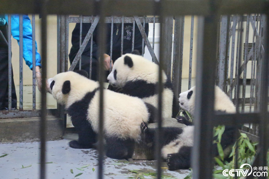 Cute panda babies play in the rain  