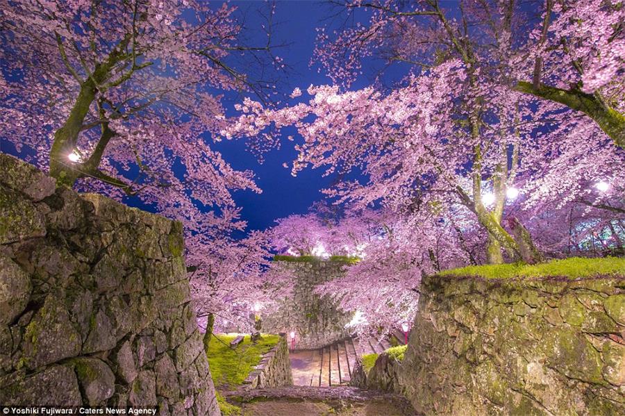 Cherry Blossom Season in Japan and Korea