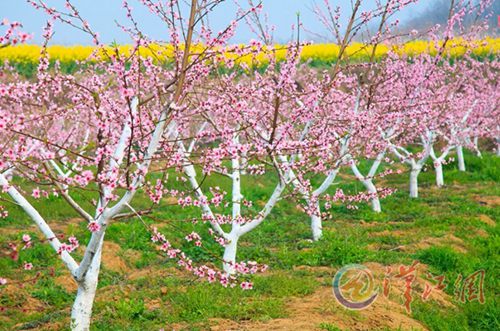 Huping Peach Blossom Festival opens