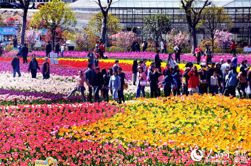 Visitors enjoy tulips blossom in C China