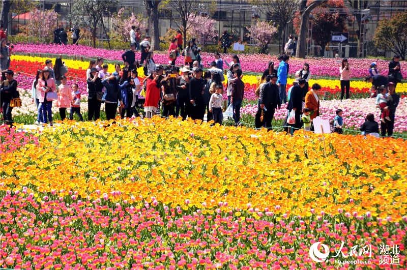 Visitors enjoy tulips blossom in C China