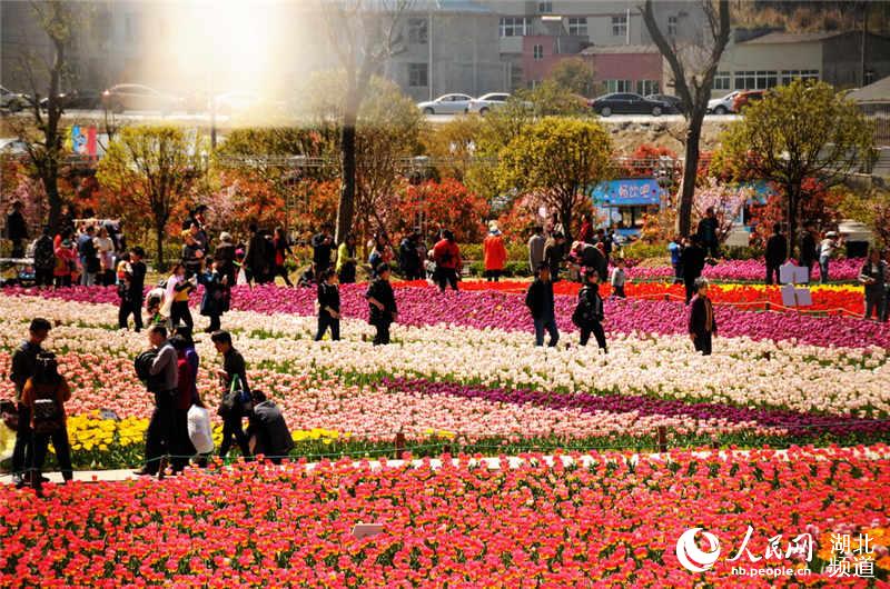 Visitors enjoy tulips blossom in C China